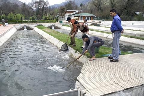 Netting kilo+ trout to weigh and sell to visitors at the Dachigam farm, Srinagar. Credit: TW: EEC Photos
